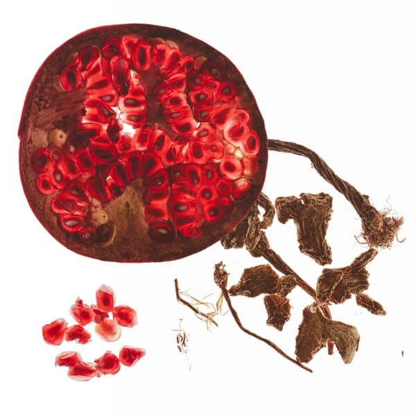 extrait vegetaux antioxydants valebio